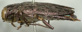 Media type: image;   Entomology 2698 Aspect: habitus lateral view